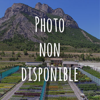 Photo indisponible CANNE de Provence Panachée