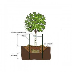 Conseils de plantation d'un arbre d'ornement