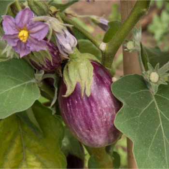 AUBERGINE zébrée Violette