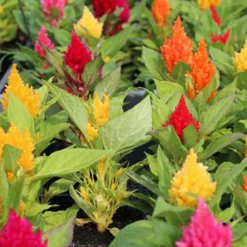 CELOSIA Argentea