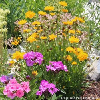 COREOPSIS Grandes fleurs