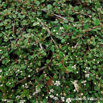 COTONEASTER Frieders Evergreen