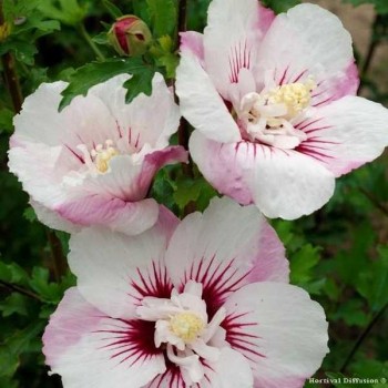 HIBISCUS Syriacus Pinky Spot