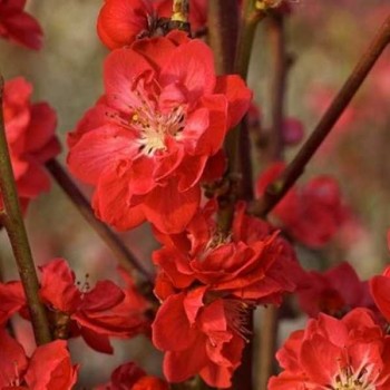 PECHER à fleurs Taoflora Rouge