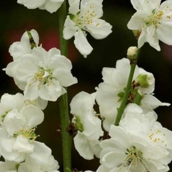 PECHER à fleurs Taoflora Blanc