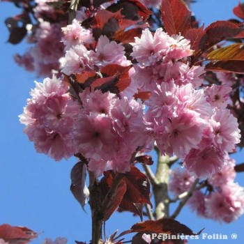 CERISIER à fleurs Royal Burgundy du Japon