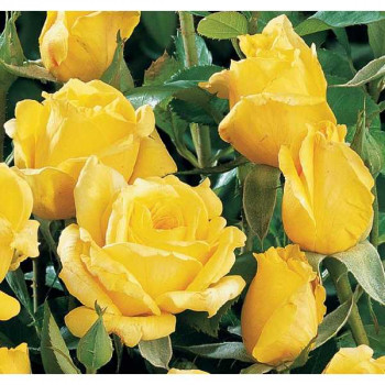 ROSIER Buisson Rose de Limoux ®