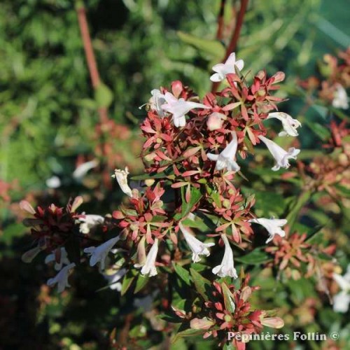 ABELIA Grandiflora SHERWOOD