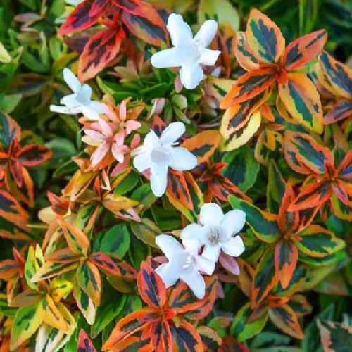 ABELIA Grandiflora TRICOLOR CHARM ®