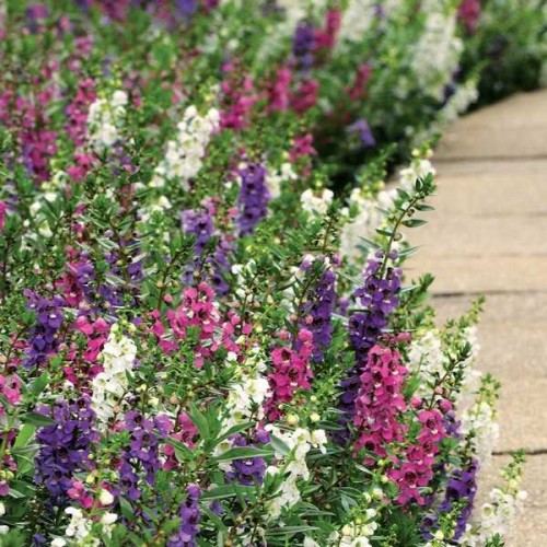 ANGELONIA