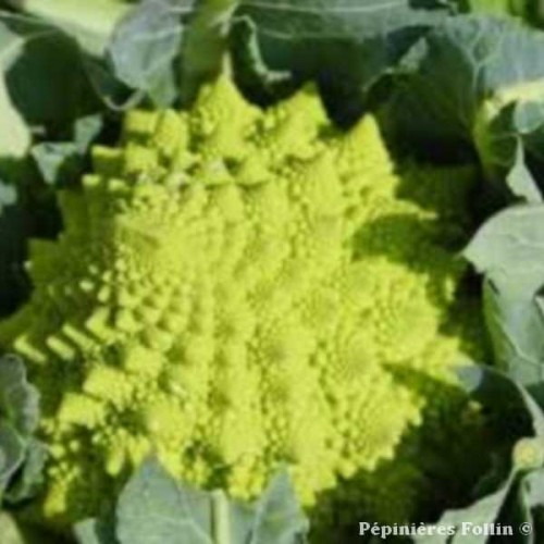 CHOUX Romanesco