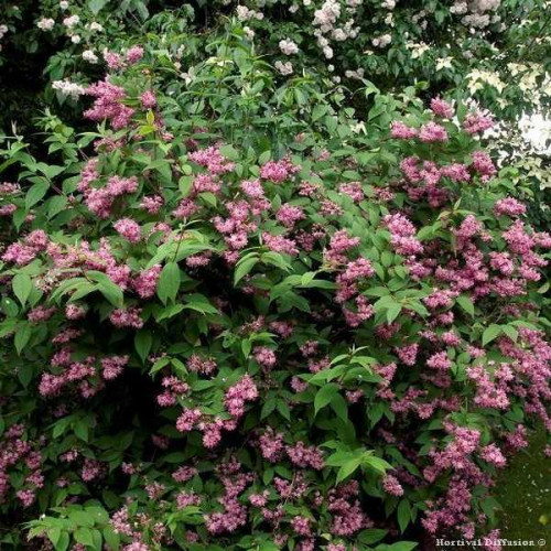 DEUTZIA Tourbillon Rouge