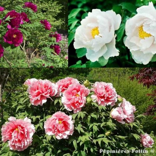 PIVOINE Arbustive