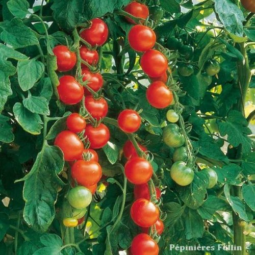 TOMATES Cerise Supersweet 100