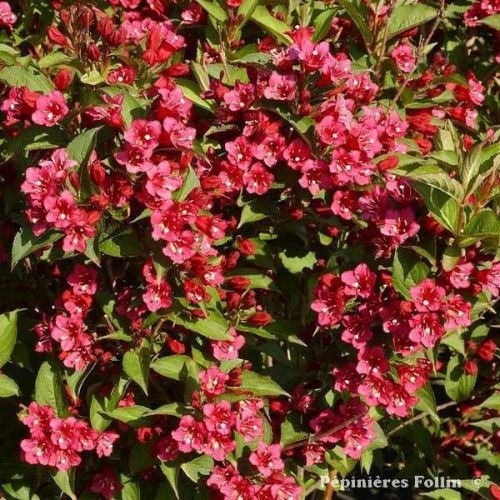 WEIGELIA Bristol Ruby