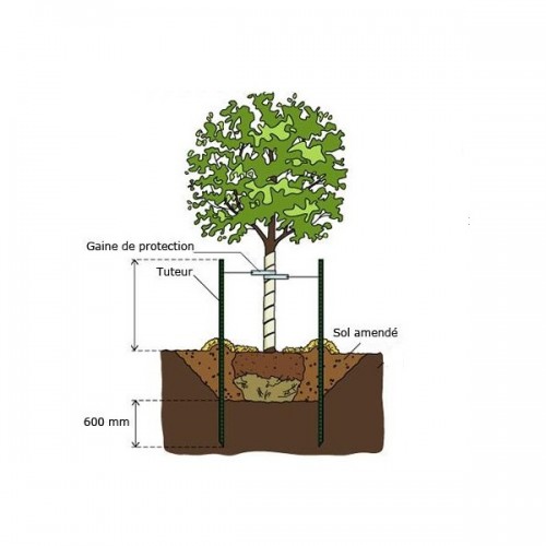 Conseils de plantation d'un arbre d'ornement