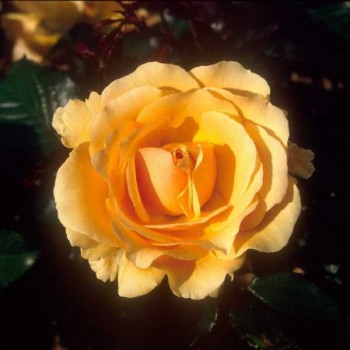 ROSIER Polyantha Amber Queen ®