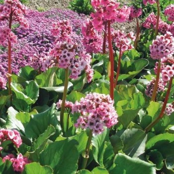 BERGENIA