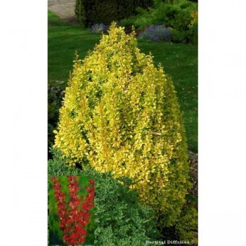 EPINE VINETTE Thunberg Golden Torch