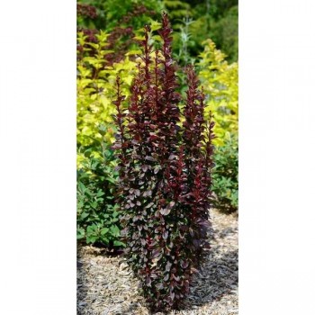 EPINE VINETTE de Thunberg Redtorch