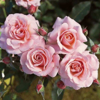 ROSIER Polyantha Botticelli ®