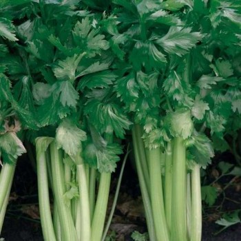 CELERI Branche Vert