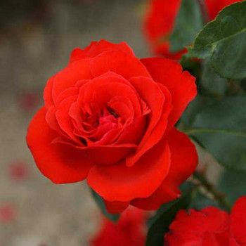 ROSIER Polyantha Chorus ®