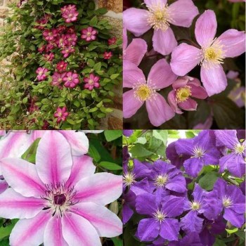 CLEMATITE Grandes Fleurs