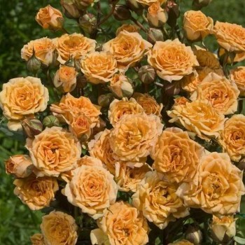 ROSIER Miniature Clementine ®