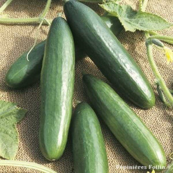 CORNICHON