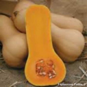COURGE Butternut