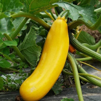 COURGETTE Longue Jaune
