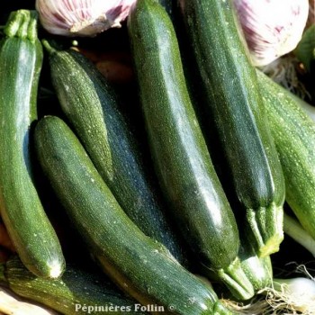 COURGETTE Longue