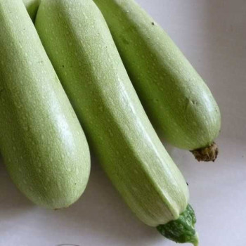 COURGETTE Longue Verte Claire