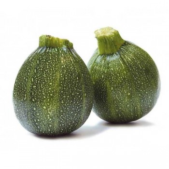 COURGETTE Ronde
