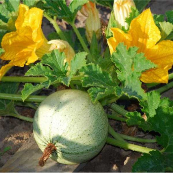 COURGETTE Ronde Verte Clair