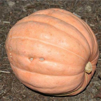 COURGE Halloween Atlantic Giant