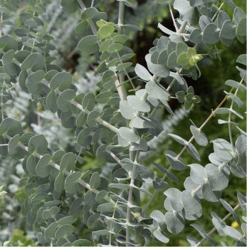 EUCALYPTUS de Gun