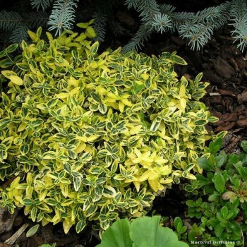 FUSAIN Emerald Gold