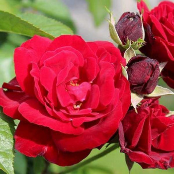 ROSIER Polyantha Europeana