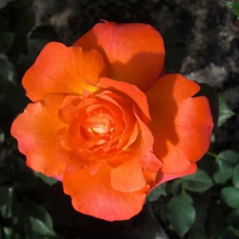 ROSIER Polyantha Fruité ®