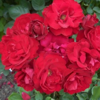 ROSIER Grimpant Lili Marleen ®