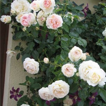ROSIER Grimpant Mon Jardin Ma Maison ®