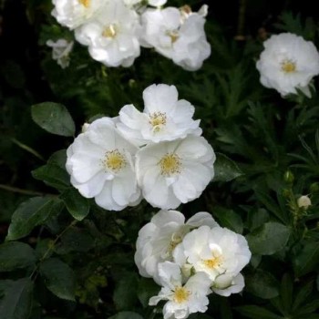 ROSIER Grimpant Opalia ®