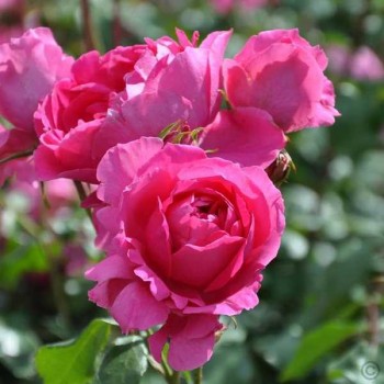 ROSIER Grimpant Pink Cloud