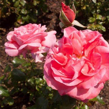 ROSIER Grimpant Special Anniversaire ®