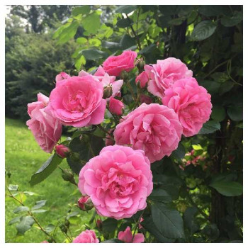 ROSIER Grimpant Volare ®