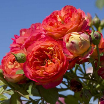 ROSIER Grimpant Zephyr ®