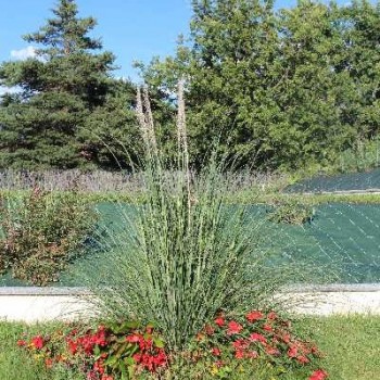 HERBE DE LA PAMPA Cortaderia