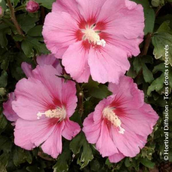 HIBISCUS Syriacus Pink Giant Flogi